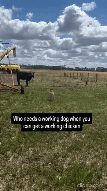 GIFparade CLIV GP154_27 