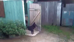 GIFparade CLIV GP154_42 