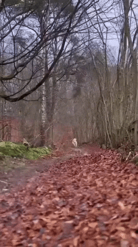 GIFparade CLIV GP154_43 