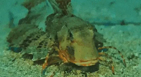 GIFparade CLV GP155_26 