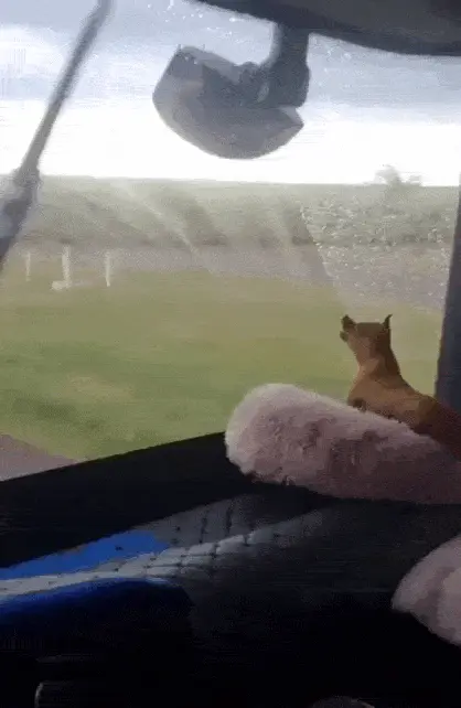 GIFparade CLV GP155_33 