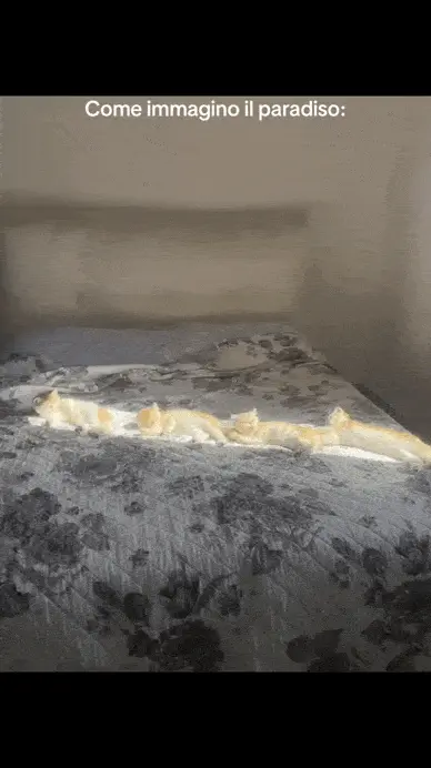 GIFparade CLV GP155_36 