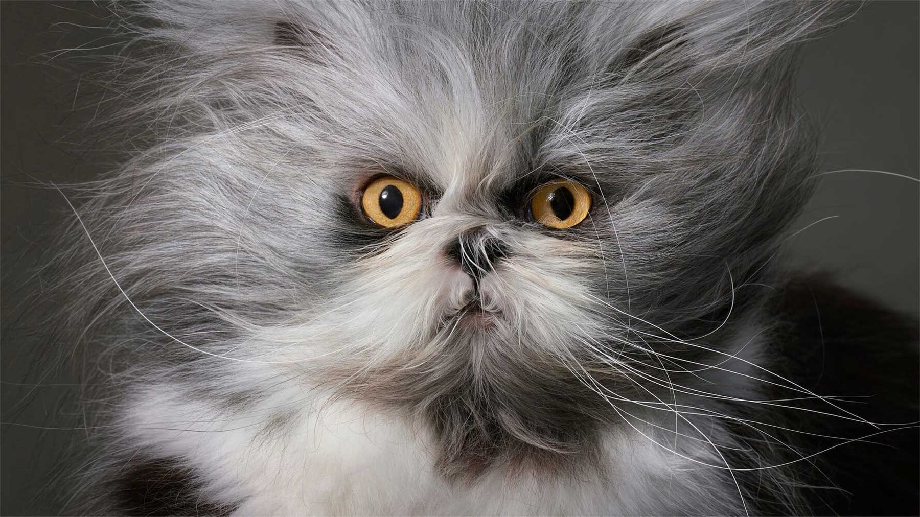 Tolle Tierportraits von Tim Flach