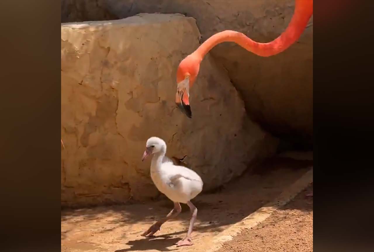 Fluff der Woche (107)