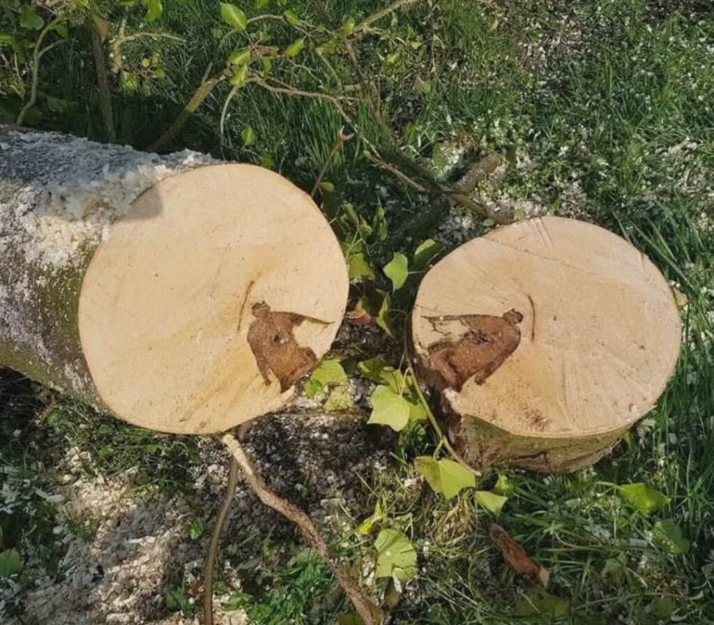 Bilderparade DCCCLXXXIII BP883_34 