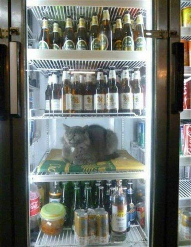 Bilderparade DCCCLXXXIV BP884_33 