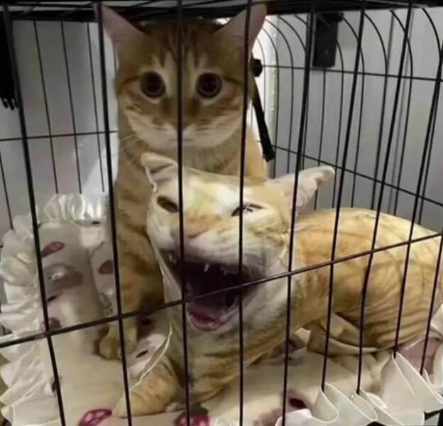 Bilderparade DCCCLXXXIV BP884_77