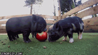 GIFparade CLVI GP156_07 