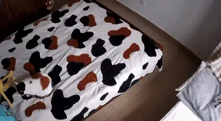 GIFparade CLVI GP156_09 