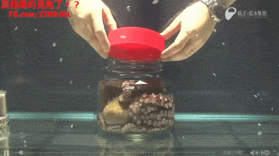 GIFparade CLVI GP156_18 