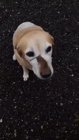 GIFparade CLVI GP156_24 