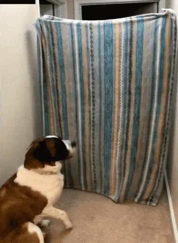 GIFparade CLVI GP156_25 