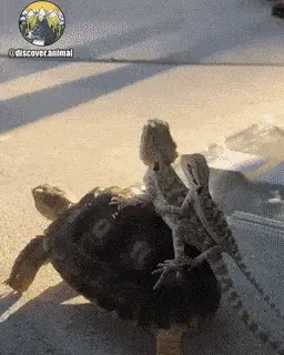 GIFparade CLVI GP156_28 