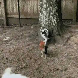 GIFparade CLVI GP156_29 