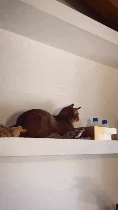 GIFparade CLVI GP156_37 