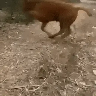 GIFparade CLVI GP156_45 