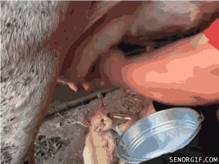 GIFparade CLVI GP156_46 