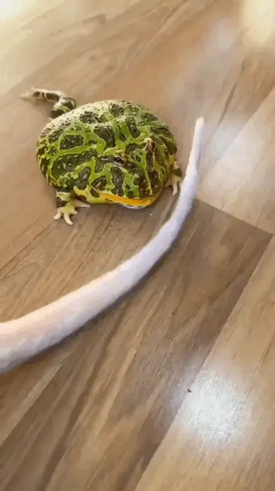 GIFparade CLVII GP157_12 