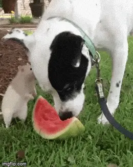 GIFparade CLVII GP157_32 