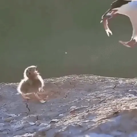 GIFparade CLVII GP157_37 