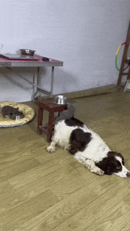 GIFparade CLVII GP157_42 