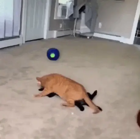 GIFparade CLVIII GP158_19 