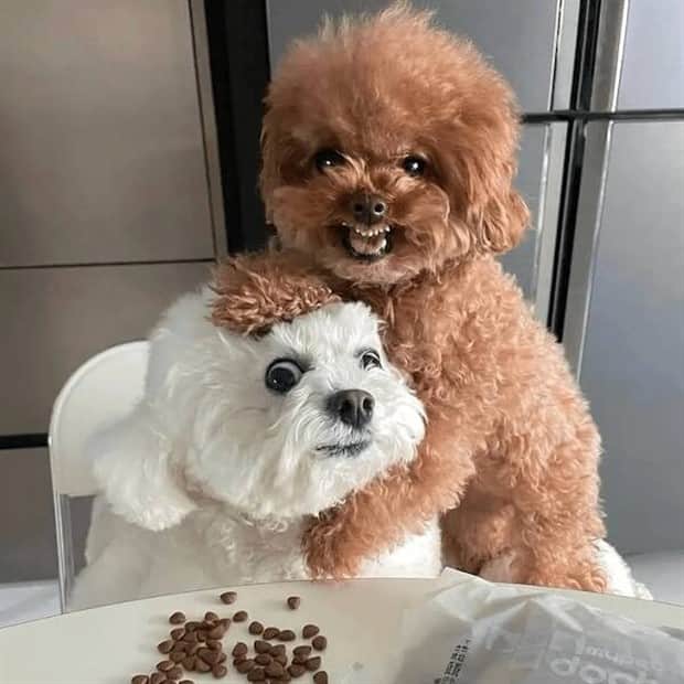 Bilderparade DCCCLXXXV BP885_39 