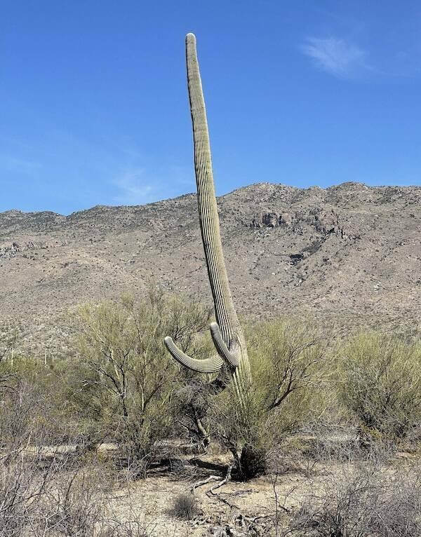 Bilderparade DCCCLXXXVI BP886_83 