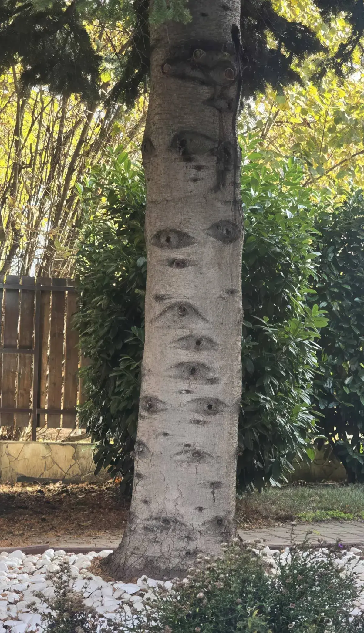 Bilderparade DCCCLXXXVI BP886_95 