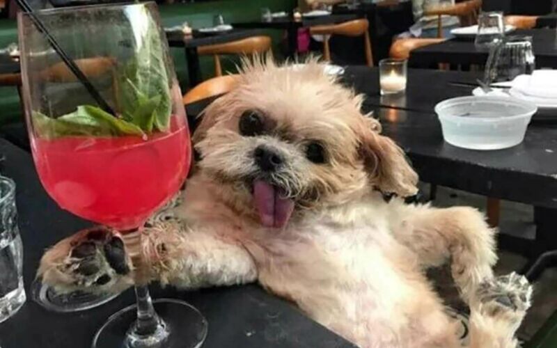 Bilderparade DCCCLXXXVII