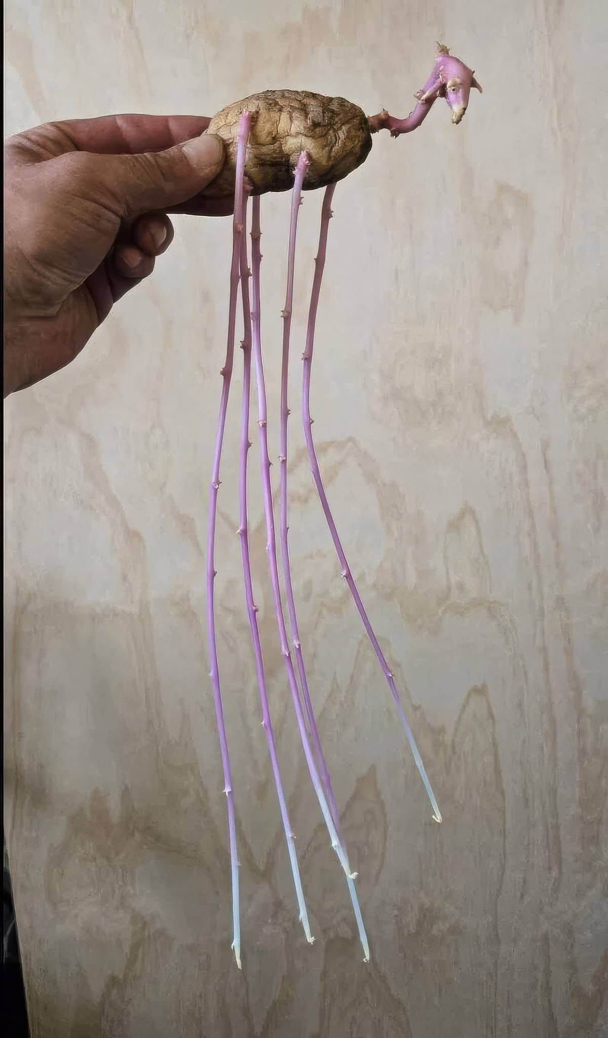 Bilderparade DCCCLXXXVII BP887_05 