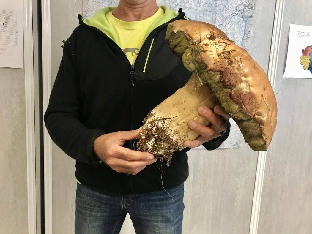 Bilderparade DCCCLXXXVII BP887_70 