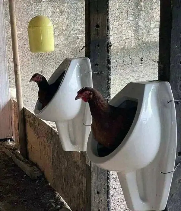 Bilderparade DCCCLXXXVII BP887_89 