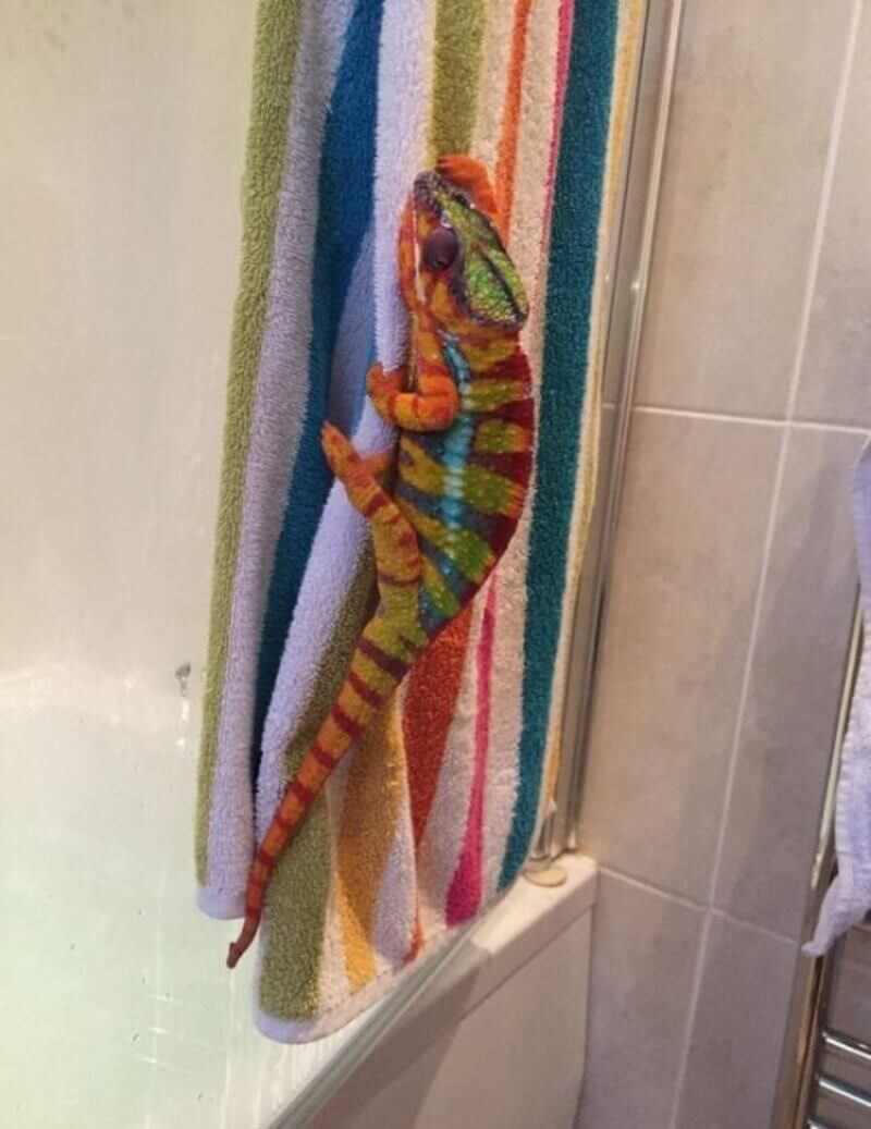 Bilderparade DCCCLXXXVIII BP888_47 