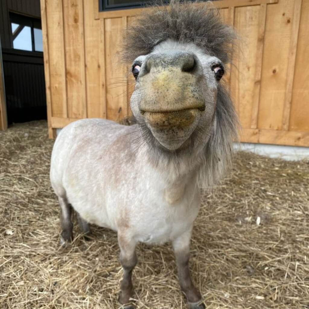 Bilderparade DCCCLXXXVIII BP888_55 