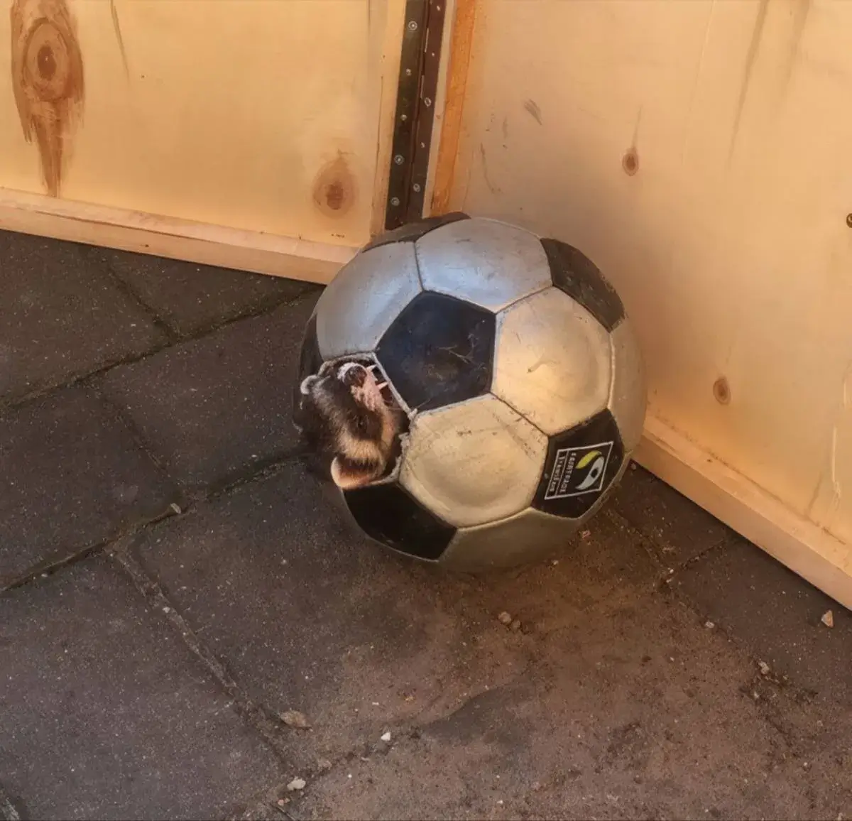 Bilderparade DCCCLXXXVIII BP888_98 