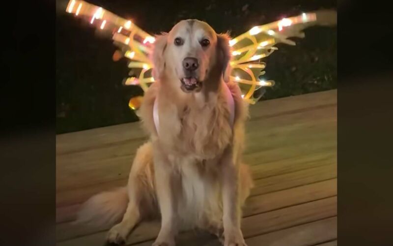 Fluff der Woche (113)