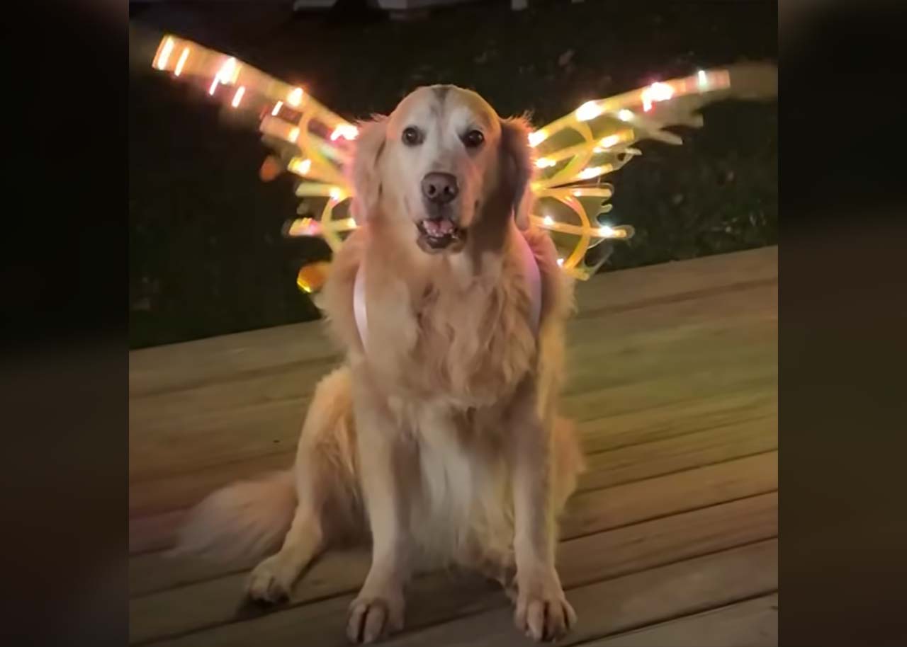 Fluff der Woche (113) Fluff-der-Woche-113 