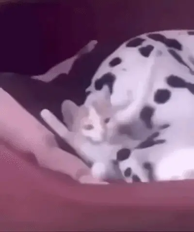 GIFparade CLIX GP159_10 