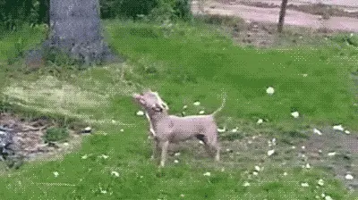 GIFparade CLIX GP159_12 