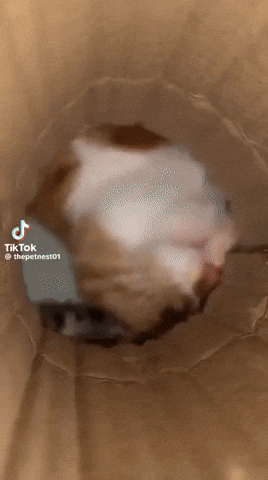 GIFparade CLIX GP159_15 