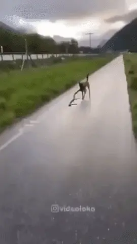 GIFparade CLIX GP159_17 