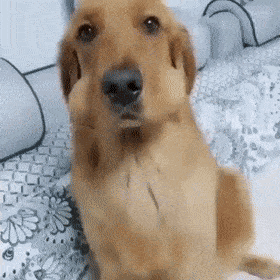 GIFparade CLIX GP159_19 