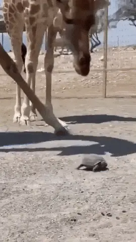 GIFparade CLIX GP159_26 