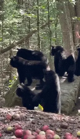 GIFparade CLIX GP159_37 