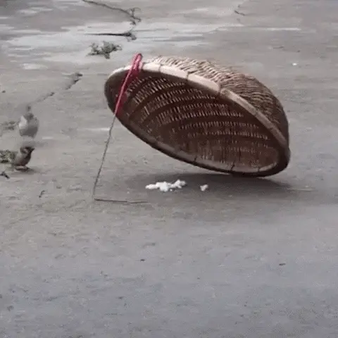 GIFparade CLIX GP159_40 