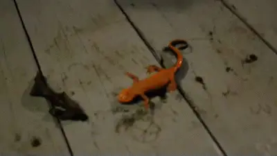 GIFparade CLX GP160_17 