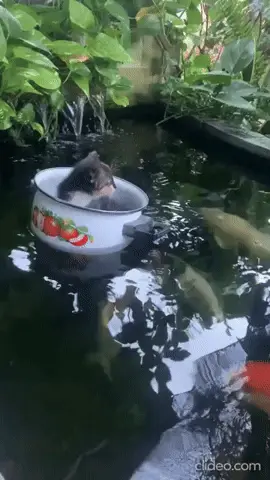 GIFparade CLX GP160_35 