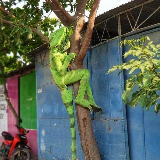 Bilderparade DCCCLXXXIX BP889_71 