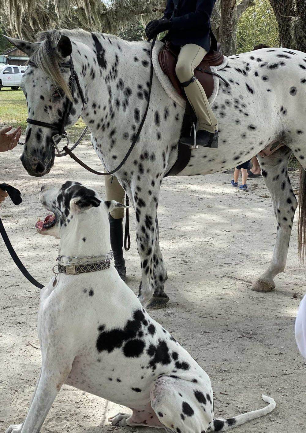 Bilderparade DCCCXC BP890_08